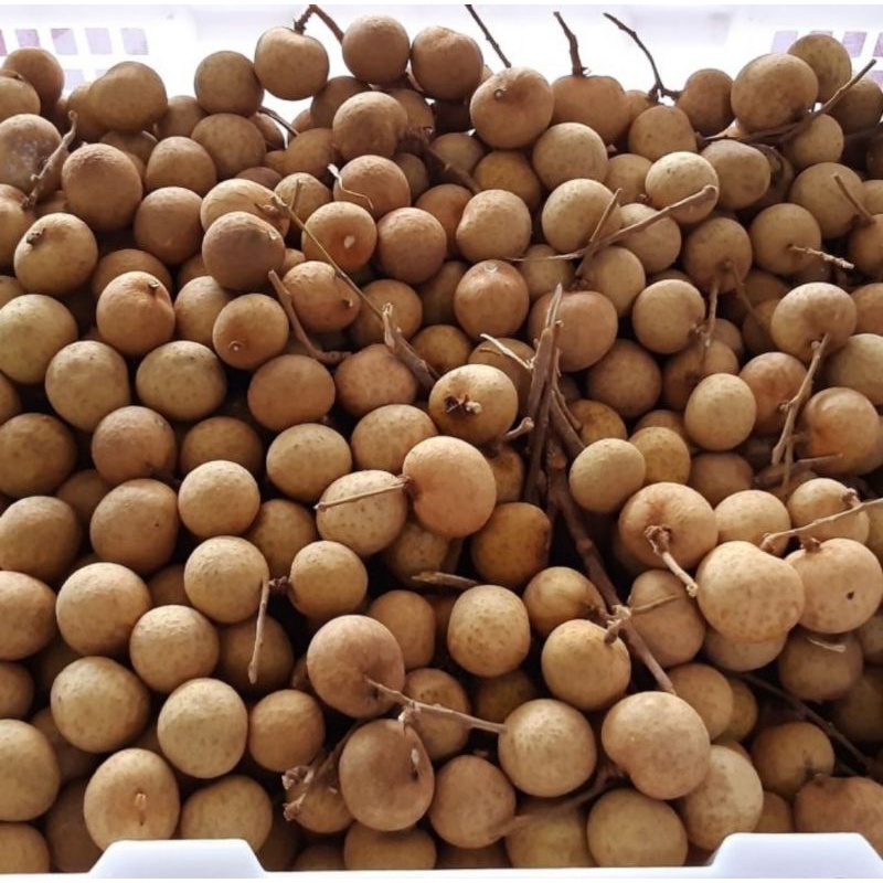 

Buah Kelengkeng Segar 1 Keranjang Buah Kelengkeng Fresh Keranjang Buah Kelengkeng Keranjang Buah Kelengkeng Manis Thailand