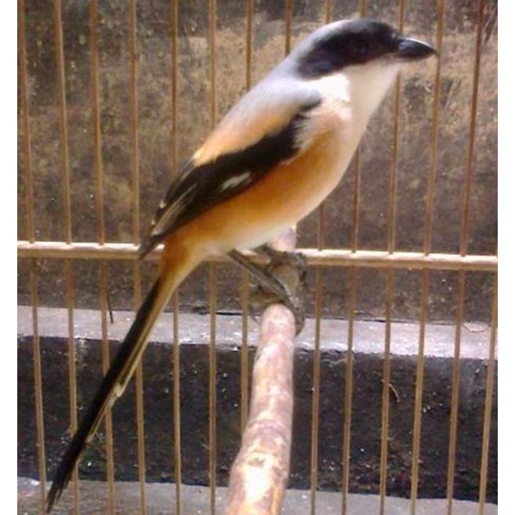 burung pentet blangkon super asli jatim bahan pilihan top