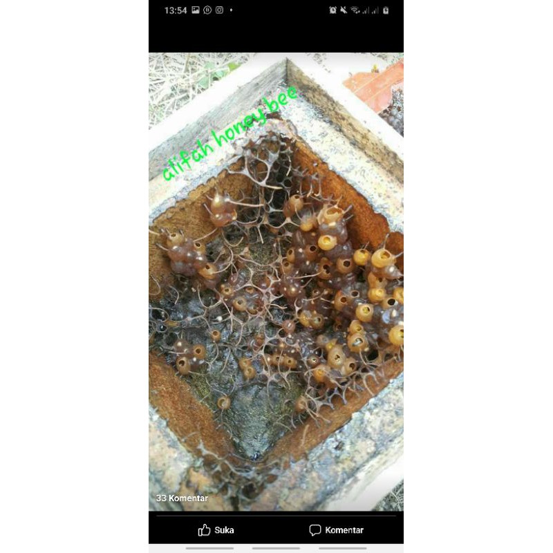 

MADU KLANCENG TRIGONA 500GRAM
