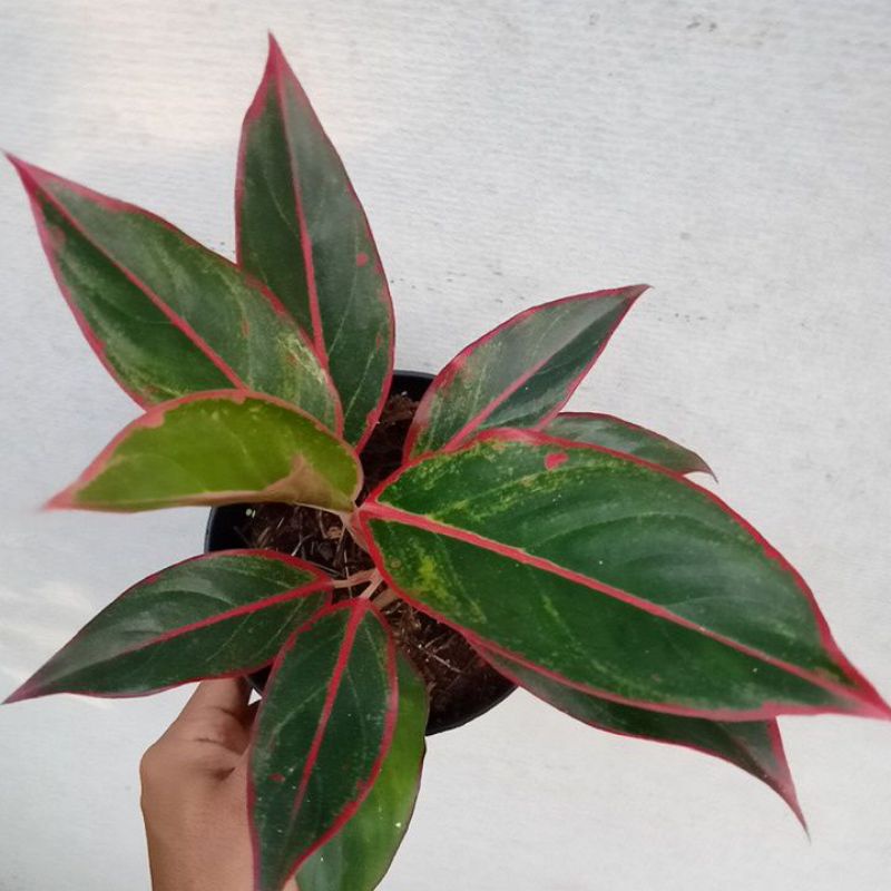 aglonema lipstik khanza