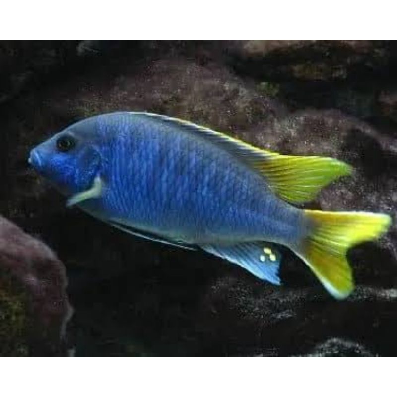 African Cichlid Pseudotropheus Acei Yellow Tail