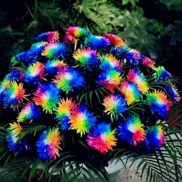 2.2 Product HOT Biji Bunga Krisan Pelangi (Rainbow Chrysanthemum)