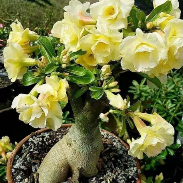 Bibit tanaman hias adenium bunga  kuning bibit bonsai  