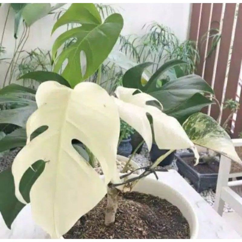 Monstera King Variegata Albino - bonggol/batang asli