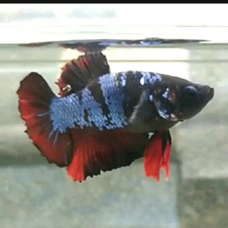 Betta Cupang Black Series Avatar Proses Mutasi Warna