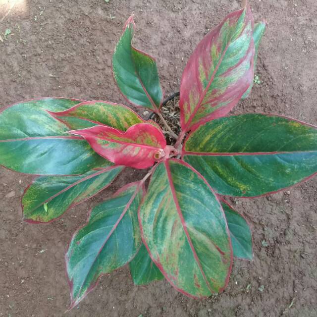 Tanaman Aglonema lipstik list daunnya merah