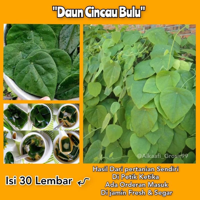 

DAUN CINCAU BULU 30 LEMBAR DI PETIK KETIKA ADA ORDERAN