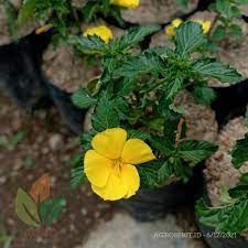 Yolanda kuning  (Myosurus L. Ranunculus)- Tanaman hias bunga yolanda kuning/buttercup kuning