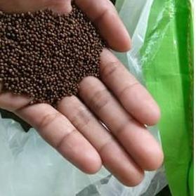 New - Pakan pelet benih bibit ikan Lele nila gurame Pelet PF 800 1 Kg ..