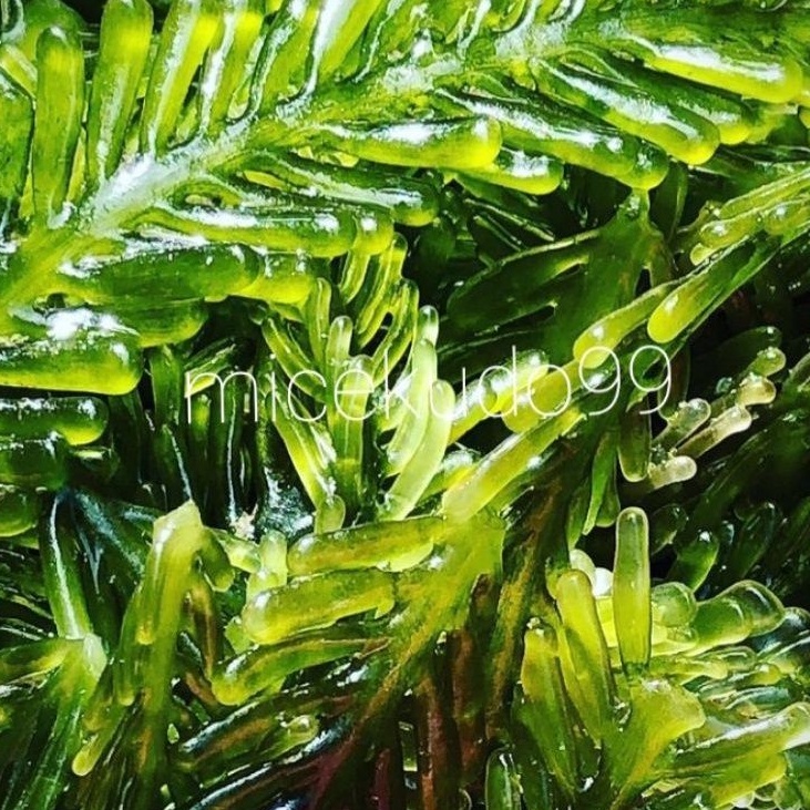 

BULUNG BONI SEGAR / RUMPUT LAUT FRESH BUBBLE SEAWEED BUNI HIJAU