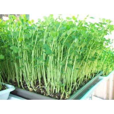 100 benih green alfafa bibit sayuran sawi sawian sunflower microgreens salad MGI hidroponik