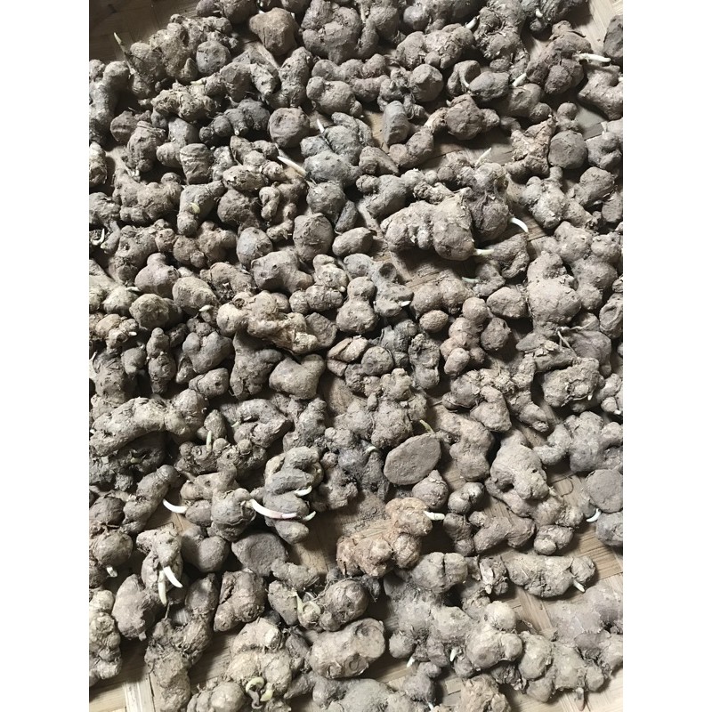 kunyit hitam kaempveria parviflora 1/2 kg