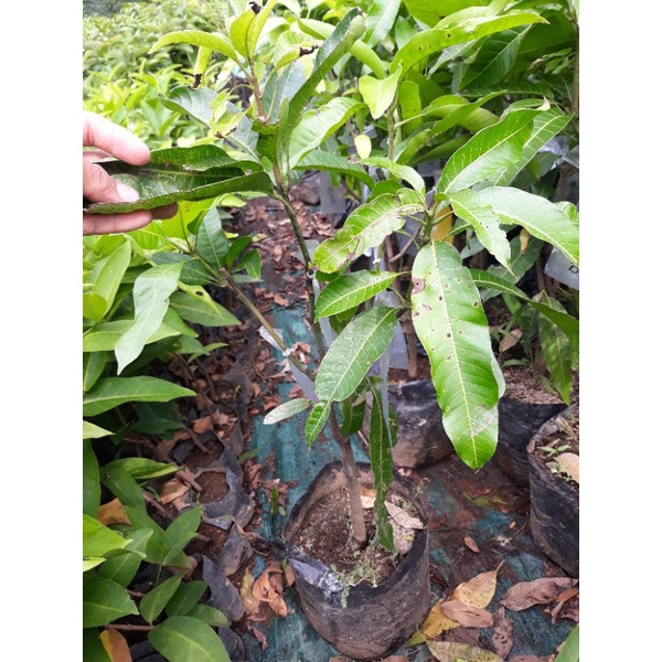 kombinasi 2 jenis bibit mangga okulasi