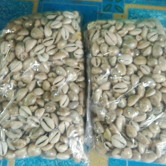 

[ COD ] Biji Congklak dari kerang Asli isi 500 gram