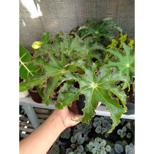 Begonia bintang | Begonia heracleifolia | Begonia bintang hijau | Begonia Jari