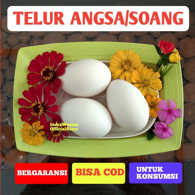 

TELUR ANGSA SOANG UNTUK KONSUMSI TELUR BANYAK