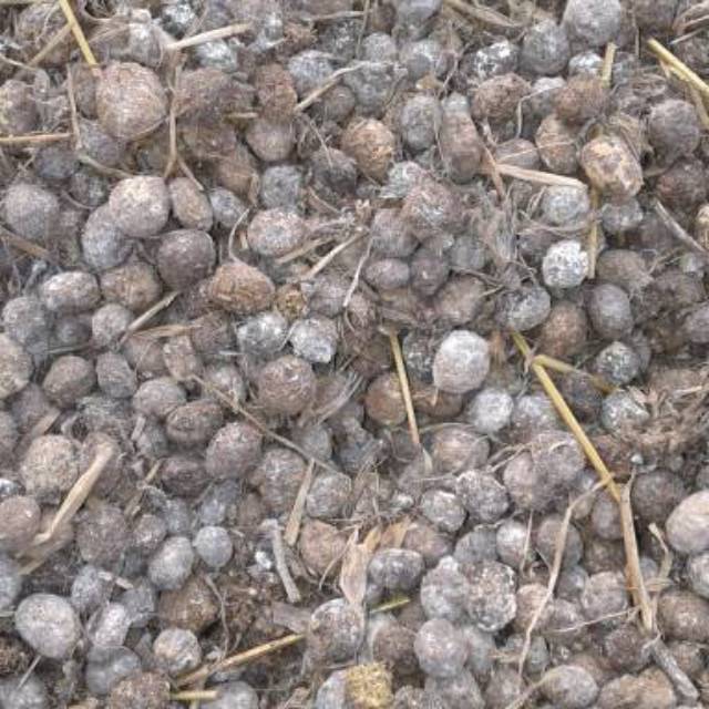 Fesses Kelinci, kotoran kelinci 0,75kg