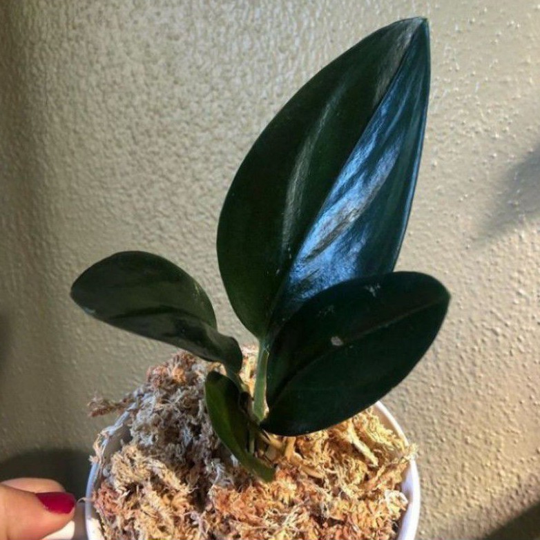 tanaman hias scindapsus treubii dark form - scindapsus pictus treubii black