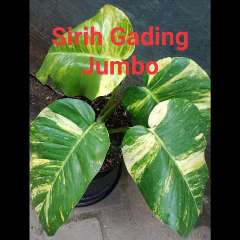 Bonggol / Batang Sirih Gading/Belanda Jumbo bertunas /Epripemnum Aureum murah