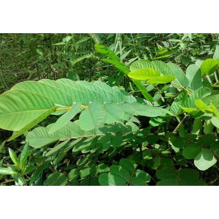 Tanaman Obat Herbal Alami Daun Ketepeng obat untuk penyakit kulit