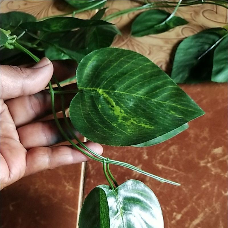 Daun rambat sirih gading panjang 2 meter