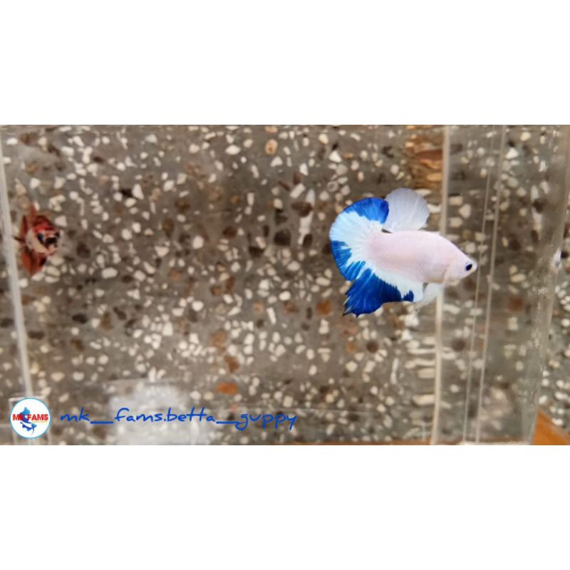 CUPANG BLUE RIM