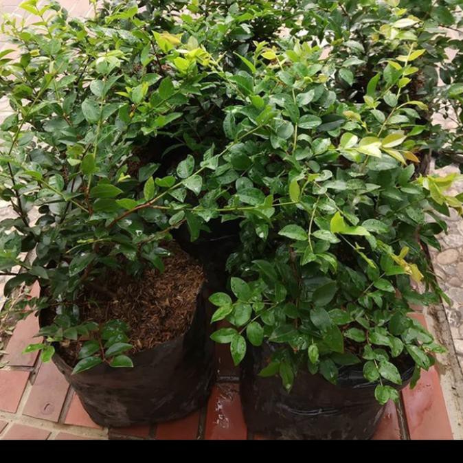 Bibit Anggur Brazil / Bibit Pohon Anggur Brazil *