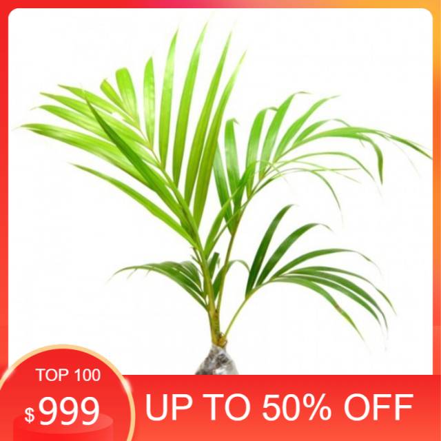 Pohon palem kuning - bibit tanaman hias - hiasan taman - pohon palem