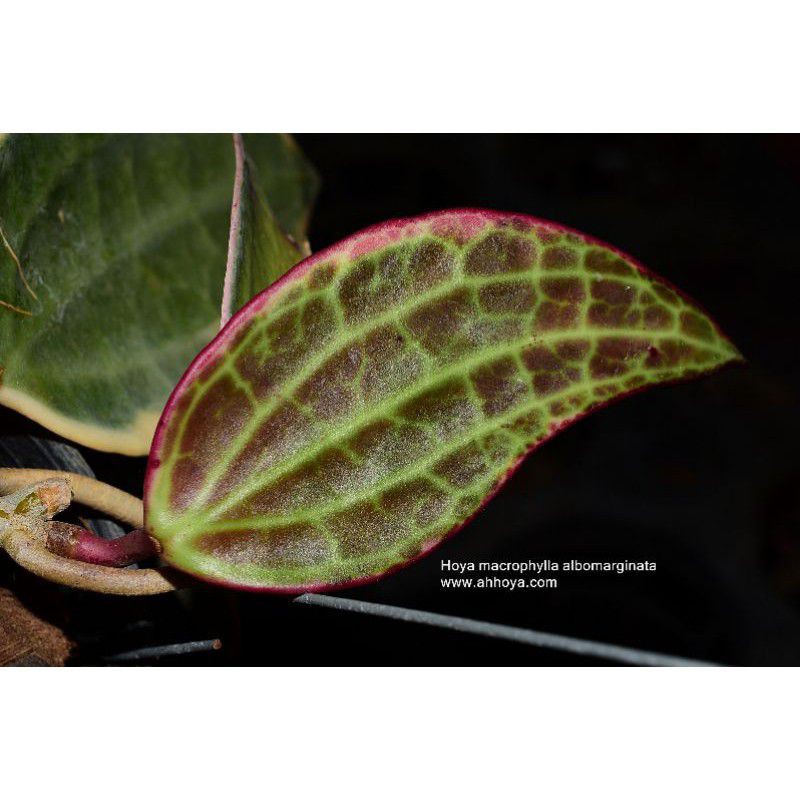 (BISA COD) bibit tanaman hias Hoya - Hoya macrophylla albomarginata
