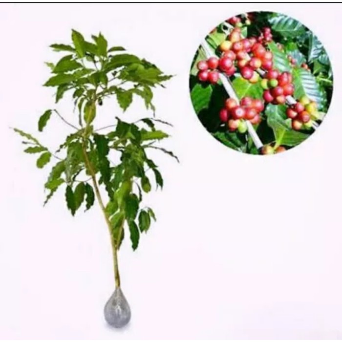 Promo 1 kg Benih Biji Kopi Arabika Unggul Termurah
