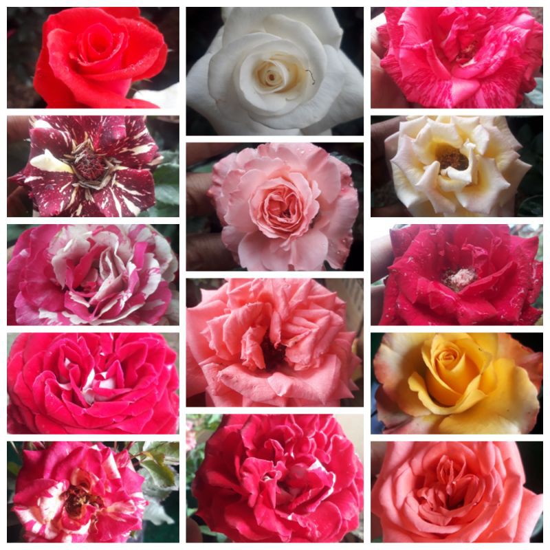 Mawar Import / Holand / Kelopak Besar