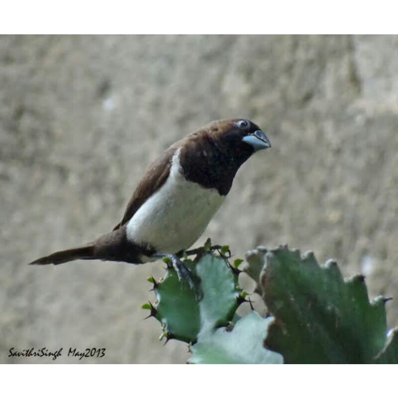 780 Koleksi Gambar Burung Emprit HD Terbaru