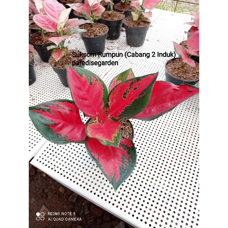 Aglonema Suksom Jaipong Culture (Cabang 2 induk)