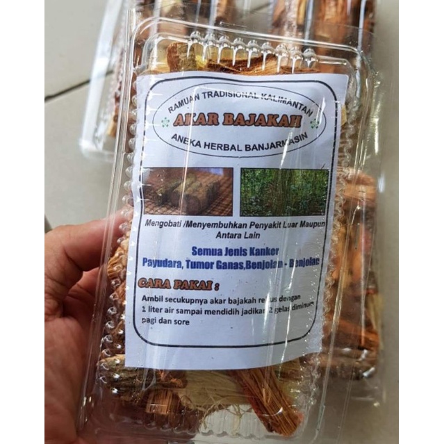 

akar bajakah ramuan tradisional kalimantan