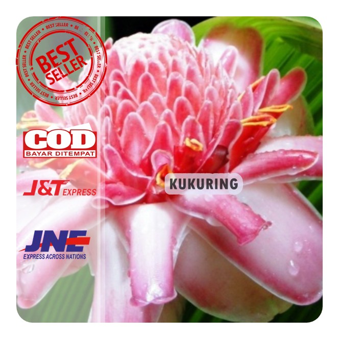 

KUKURING BUNGA KECOMBRANG SEGAR ATAU BUNGA HONJE KINCUNG