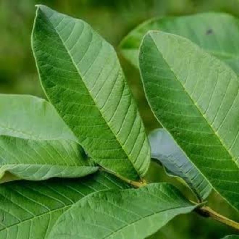 

Daun Jambu bijih segar