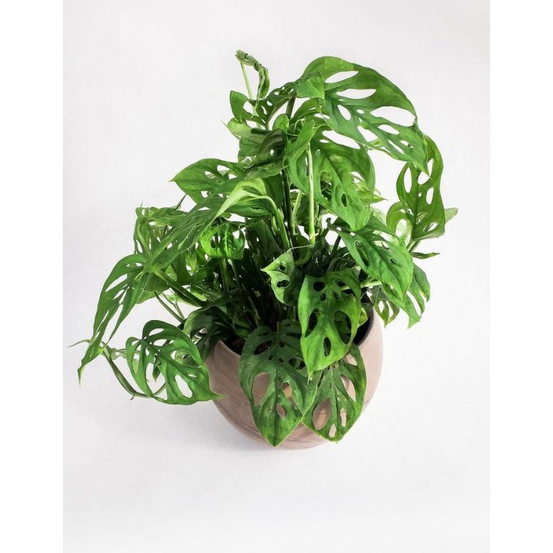 Janda Bolong monstera adansonii 2-4 daun