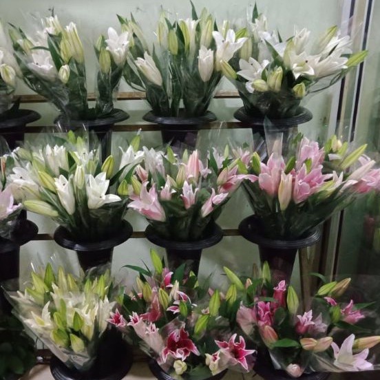 Bunga Casablanca Lily ECER (Bunga Potong Segar Jakarta)