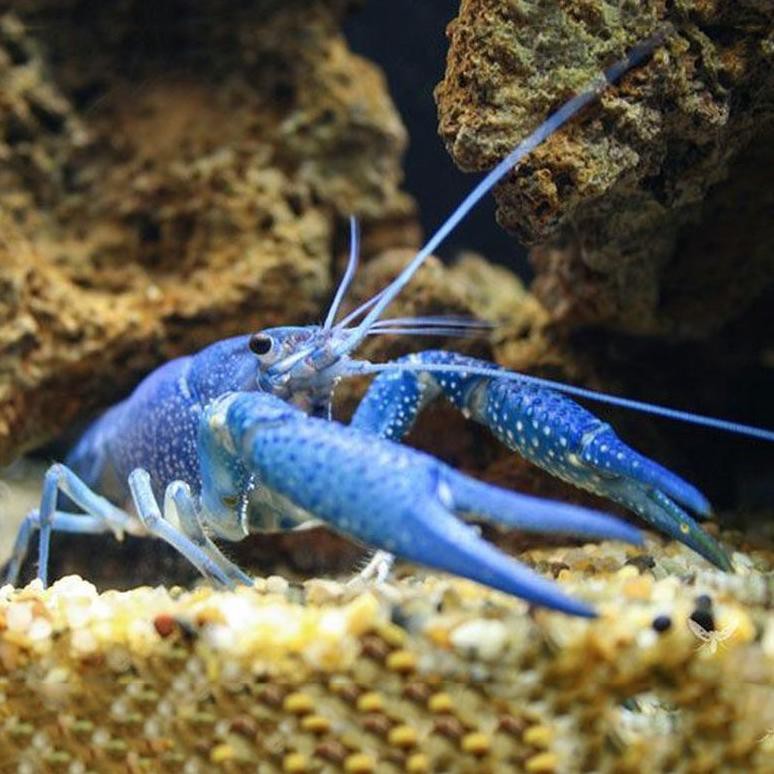 [⚠️kulak✔️] Lobster Hias Air Tawar Biru Aquascape