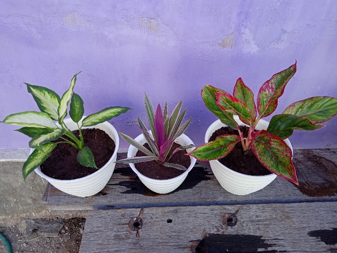 Tanaman Hias Adam Hawa Varigata