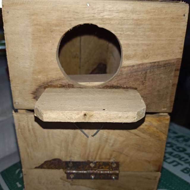 Glodok kayu burung lovebird - glodokan kayu