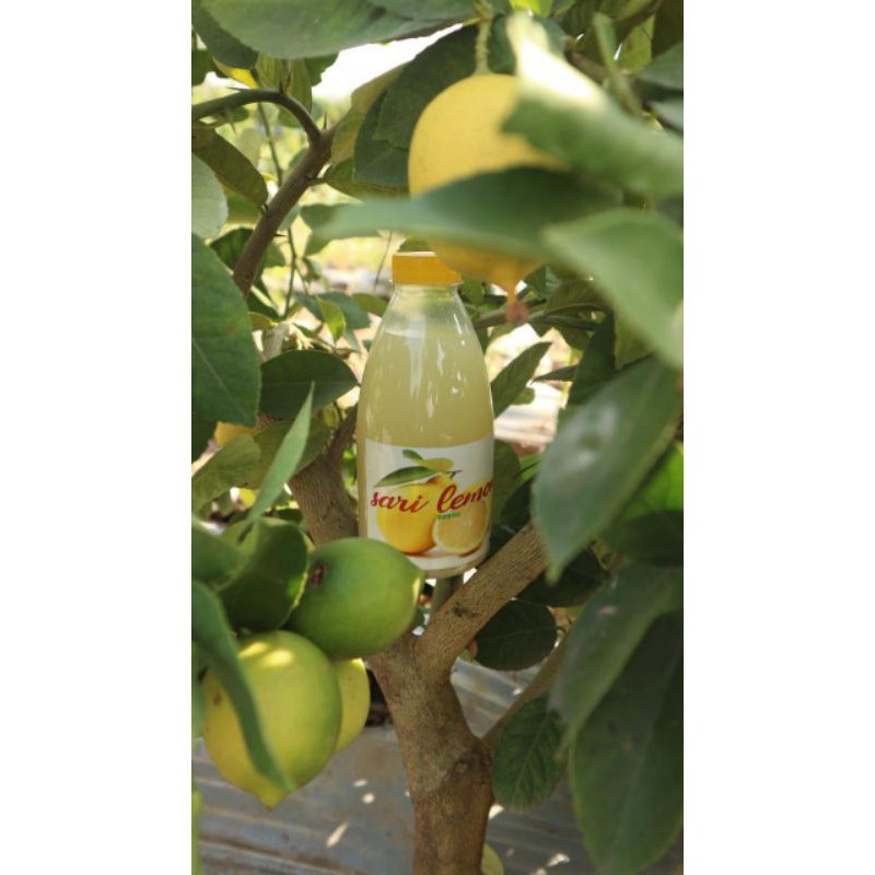 

Sari lemon