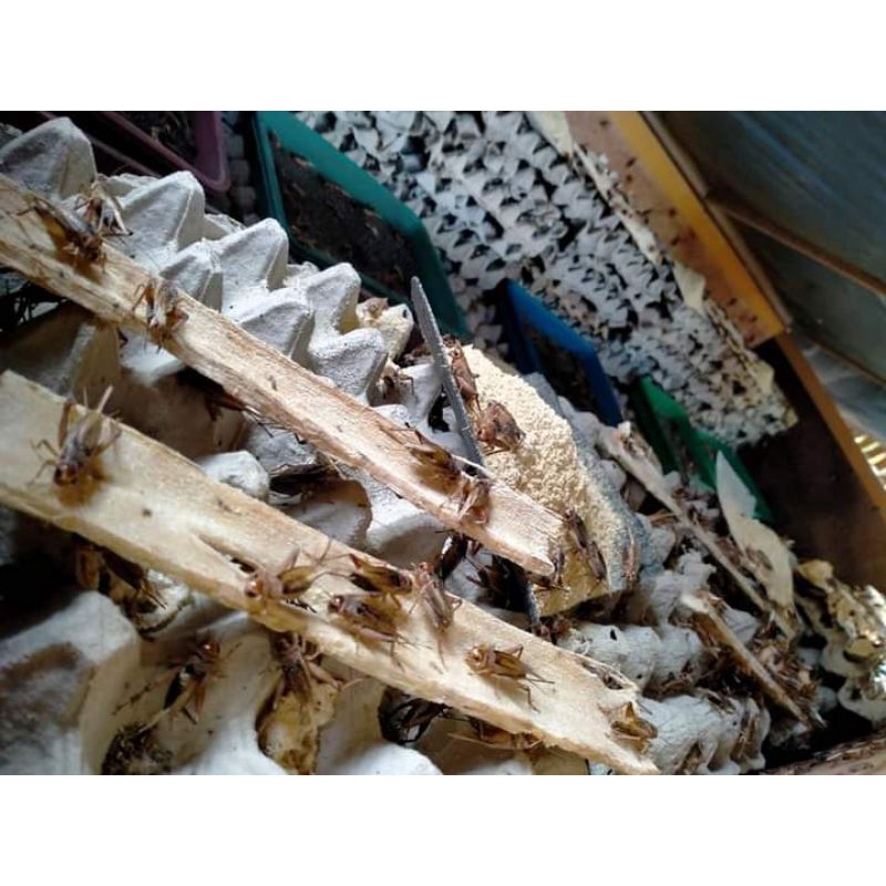 Telur jangkrik madu kuning kemasan 1 ons