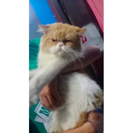 kucing peaknose jantan jago kawin