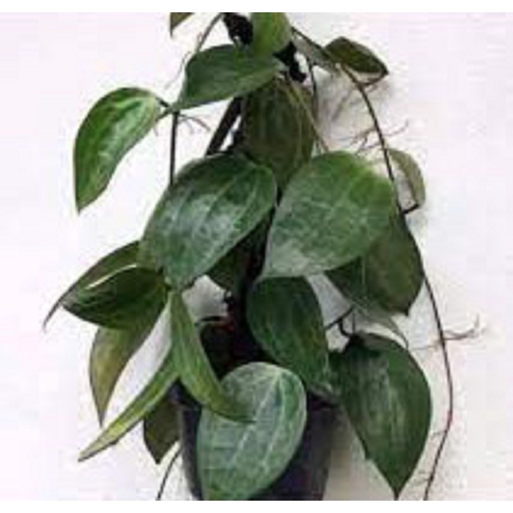 Tanaman hias pot gantung Hoya macrophylla Rimbun