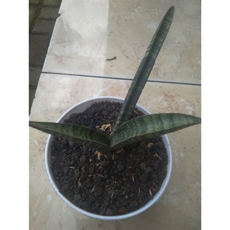 

S.fisherii