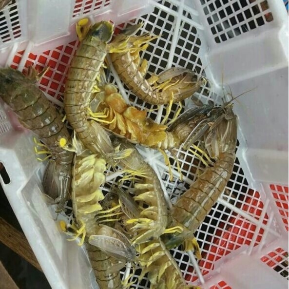 udang ronggeng hidup / udang mantis hidup