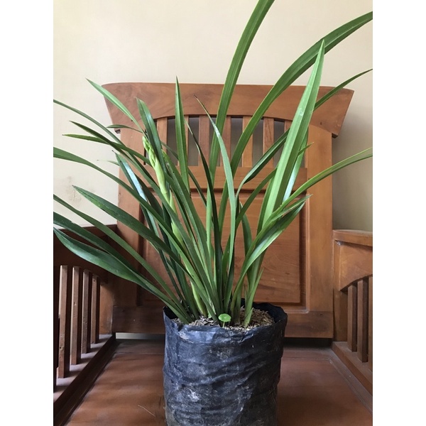 Cymbidium golden boy knop rimbun