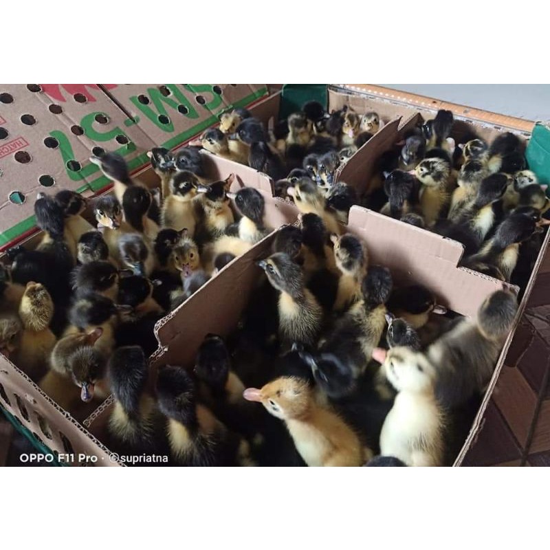 DOD anak bebek hibrida (harga/ekor)
