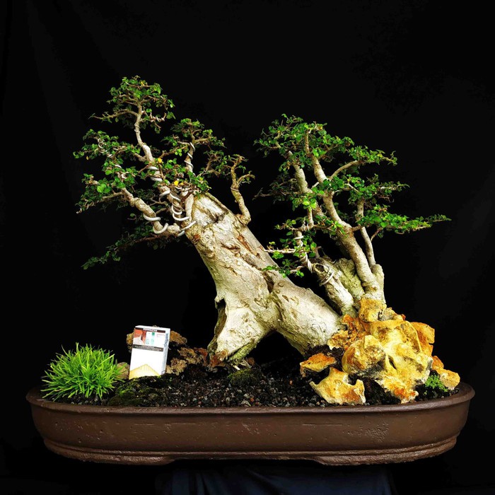 Bonsai Istimewa Tanaman Hias Pohon Serut Penjing Panorama Hutan Tebing Unik Natural Shopee Indonesia
